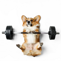 dog doing and exercising sport with Dumbbell bar, top view full body isolate on transparent background png