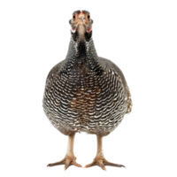 Guinea fowl bird front view full body isolate on transparent background png