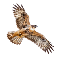 Falcon bird fly full body isolate on transparent background png