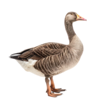 Goose side view full body isolate on transparent background png