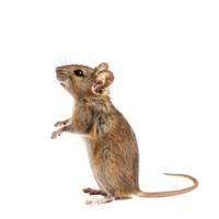 Mice pet side view full body isolate on transparent background png