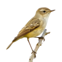 Bush warbler bird side view full body isolate on transparent background png