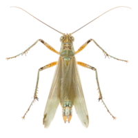 Orthoptera front view full body isolate on transparent background png