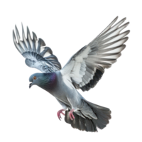 Pigeon fly full body isolate on transparent background, png