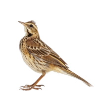 Skylark bird side view full body isolate on transparent background png