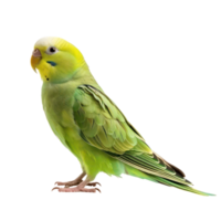 Parakeet side view full body isolate on transparent background png