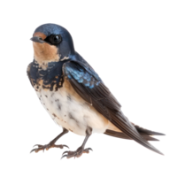 Swallow bird front view full body isolate on transparent background png