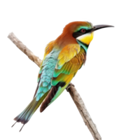 Bee-eater bird side view full body isolate on transparent background png