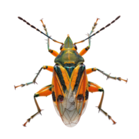 Bug front view full body isolate on transparent background png