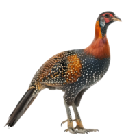 Guinea fowl bird side view full body isolate on transparent background png
