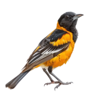 Oriole bird side view full body isolate on transparent background png