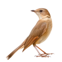 nachtegaal vogel voorkant visie vol lichaam isoleren Aan transparant achtergrond png