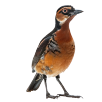Rallidae bird front view full body isolate on transparent background, png