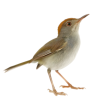 Tailorbird side view full body isolate on transparent background png
