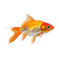 Goldfish full body isolate on transparent background png