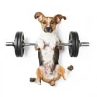 dog doing and exercising sport with Dumbbell bar, top view full body isolate on transparent background png