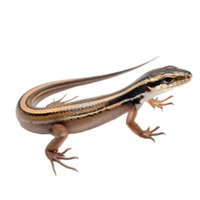 a lizard with a long tail on a transparent background png