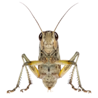 Cricket front view full body isolate on transparent background png