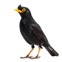 Myna side view full body isolate on transparent background png
