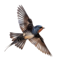 Swallow bird fly full body isolate on transparent background png
