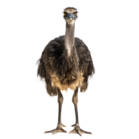 Moa bird front view full body isolate on transparent background png