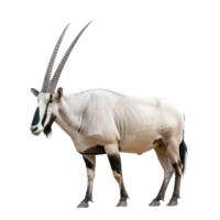 an antelope with long horns standing on a transparent background png