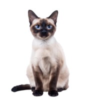 Siamese Cats front view full body isolate on transparent background png