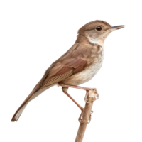 Nightingale bird side view full body isolate on transparent background png