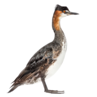 Grebe side view full body isolate on transparent background, png