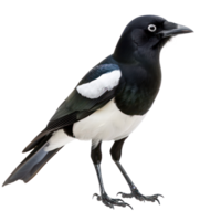 Magpie bird front view full body isolate on transparent background, png