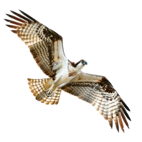 Ospreys bird fly full body isolate on transparent background png