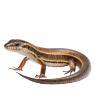 a lizard on a transparent background png