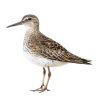 Sandpiper bird side view full body isolate on transparent background png