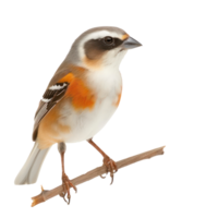 Passerine Seite Aussicht voll Körper isolieren auf transparent Hintergrund png