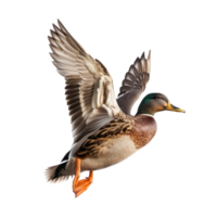 a duck flying in the air on a transparent background png