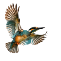 kingfisher bird flying in the air isolate on transparent background png