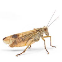 Megaloptera side view full body isolate on transparent background png