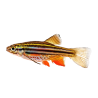 Zebra Danios fish side view full body isolate on transparent background png