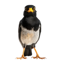 Myna front view full body isolate on transparent background png