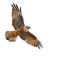 Falcon bird fly full body isolate on transparent background png