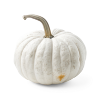white pumpkin on transparent background png