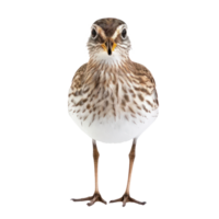 Sandpiper bird front view full body isolate on transparent background png