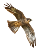 Falcon bird fly full body isolate on transparent background png