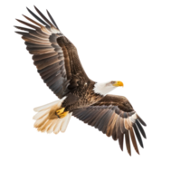 bald eagle flying in the sky isolate on transparent background png