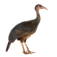 Megapode bird side view full body isolate on transparent background, png