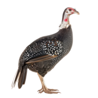 Guinea fowl bird side view full body isolate on transparent background png