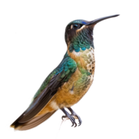Hummingbird front view full body isolate on transparent background png