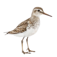 Sandpiper bird side view full body isolate on transparent background png