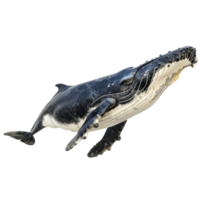 humpback whale isolate on transparent background png