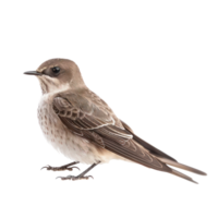 Common swift bird side view full body isolate on transparent background png